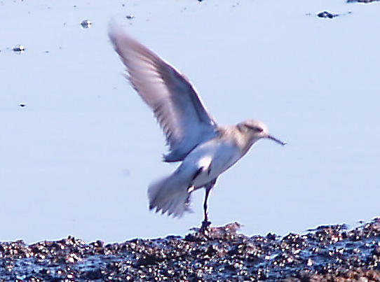 Bairds Sandpiper - 9-6-10 imm. in flight underwing ID