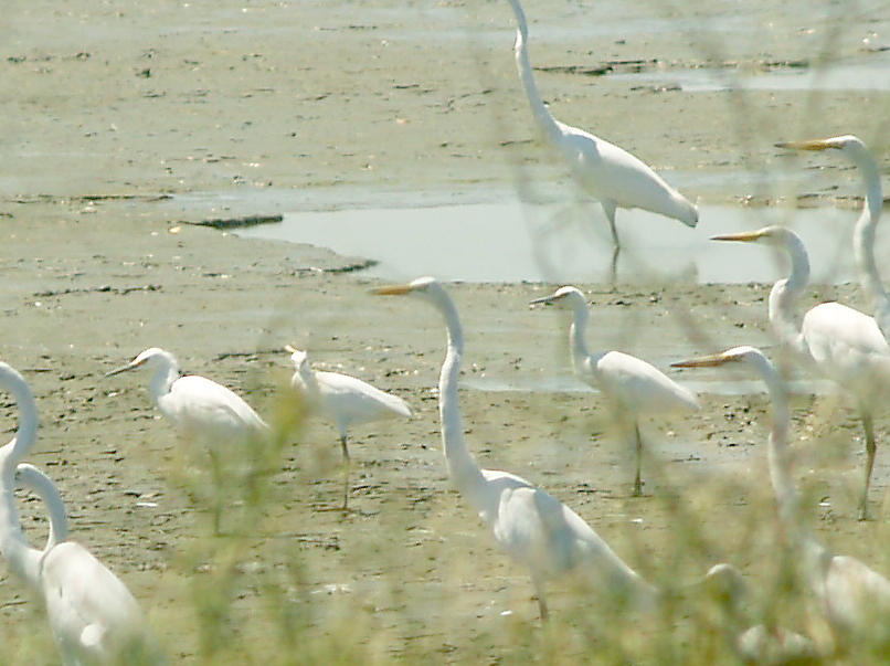 Snowy Egret - 9-6-10 immatures Tunica Co. MS