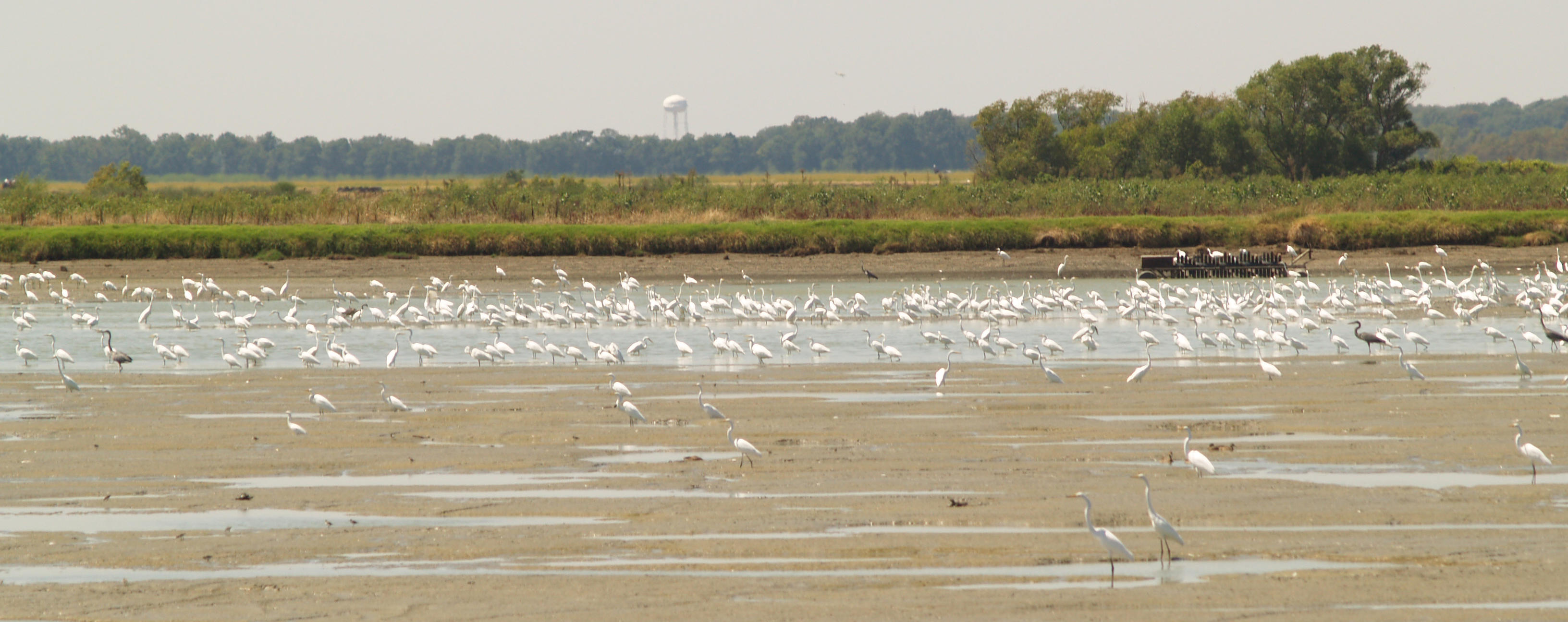 Great Egret - 9-6-10 Tunia Co. 