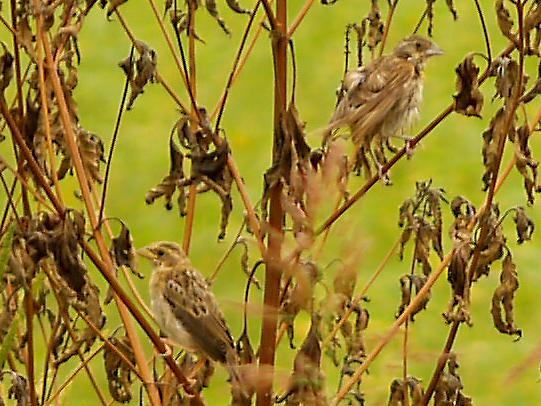 Bobolink imm. with imm. Dickcissel 9-8-10 Ensley