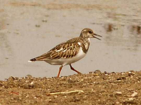 Ruddy Turnstone - 9-9-10 NTP immature