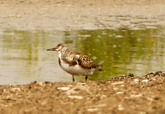 Ruddy Turnstone - 9-9-10 NTP checking hawk.
