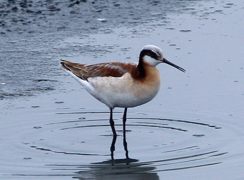 Wilsons Phalarope - 5-14-08 female