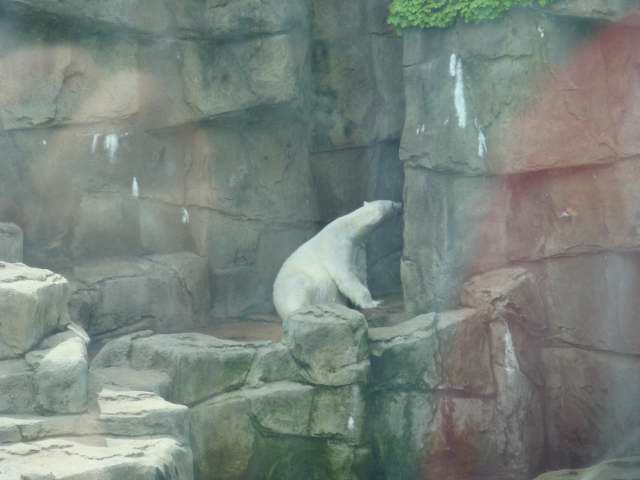 polar bear