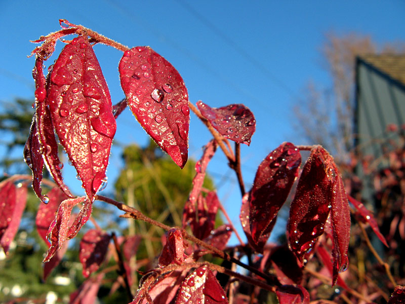 reddrops1_2079
