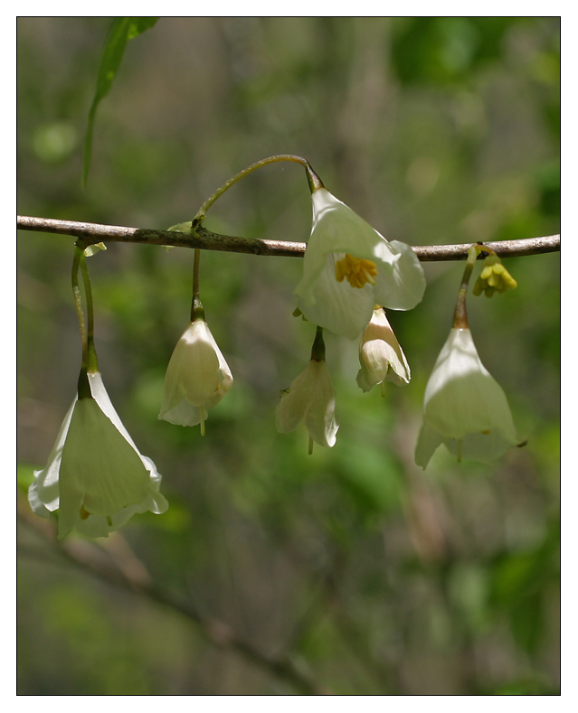 silver  bells