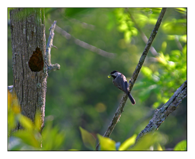 capped chickaee