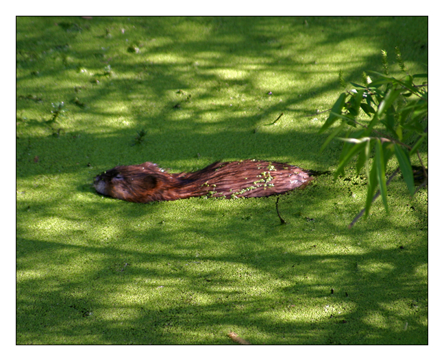 muskrat