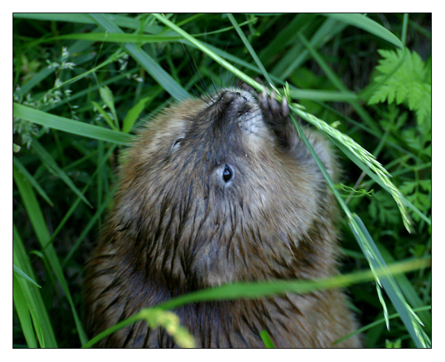 muskrat