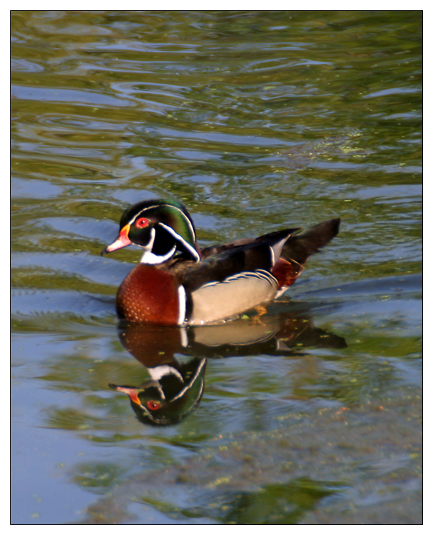 wood duck