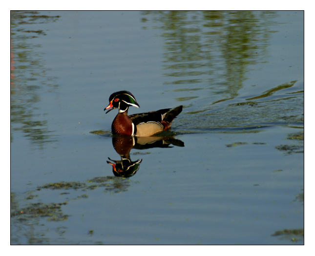 wood duck