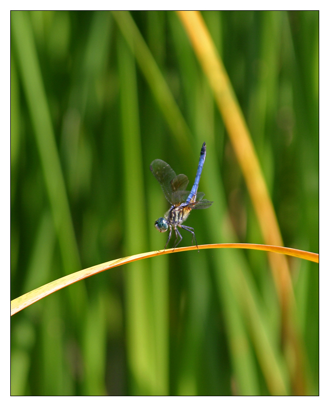 dragonfly