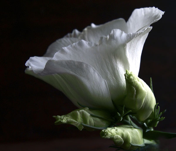 Lysianthus
