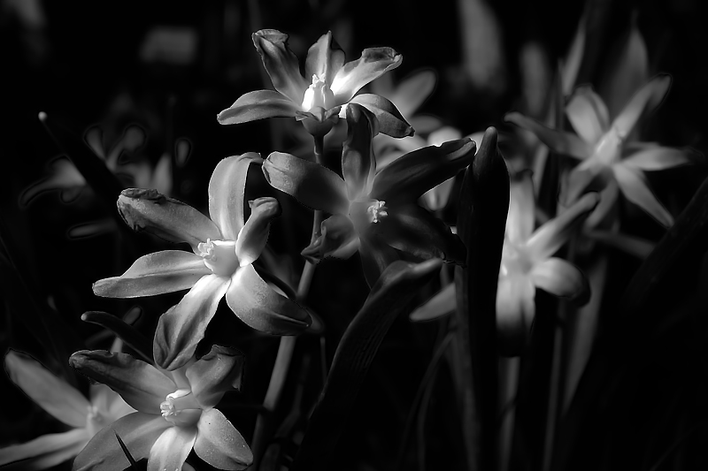 Bursts of Light