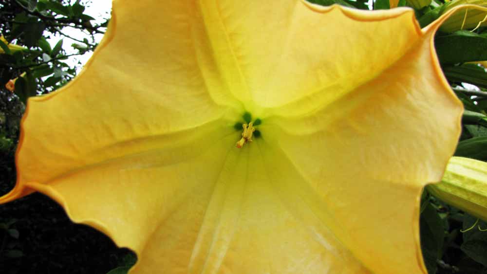 BRUGMANSIA  CANDIDA