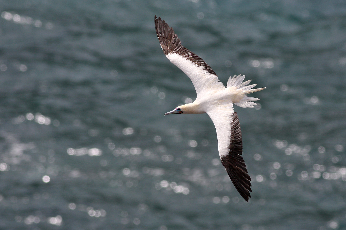 Red-footed Booby (Sula sula)