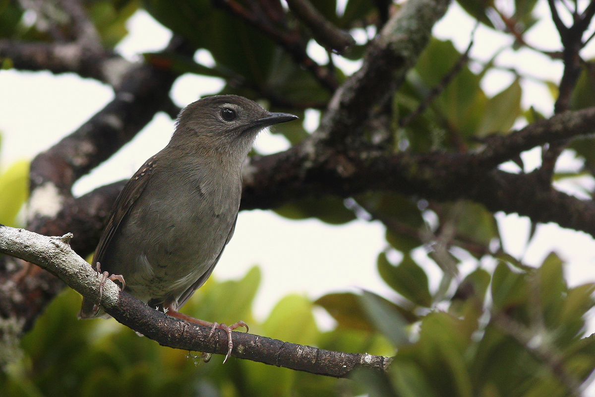 Puaiohi (Myadestes palmeri)