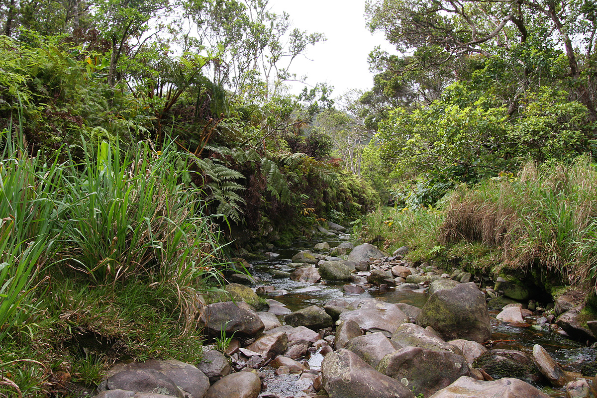 Alakai Swamp, Kauai