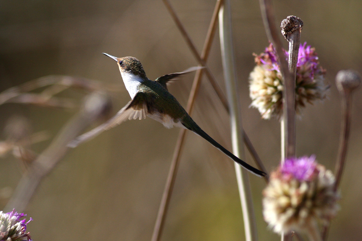 Horned Sungem (Heliactin cornuta)