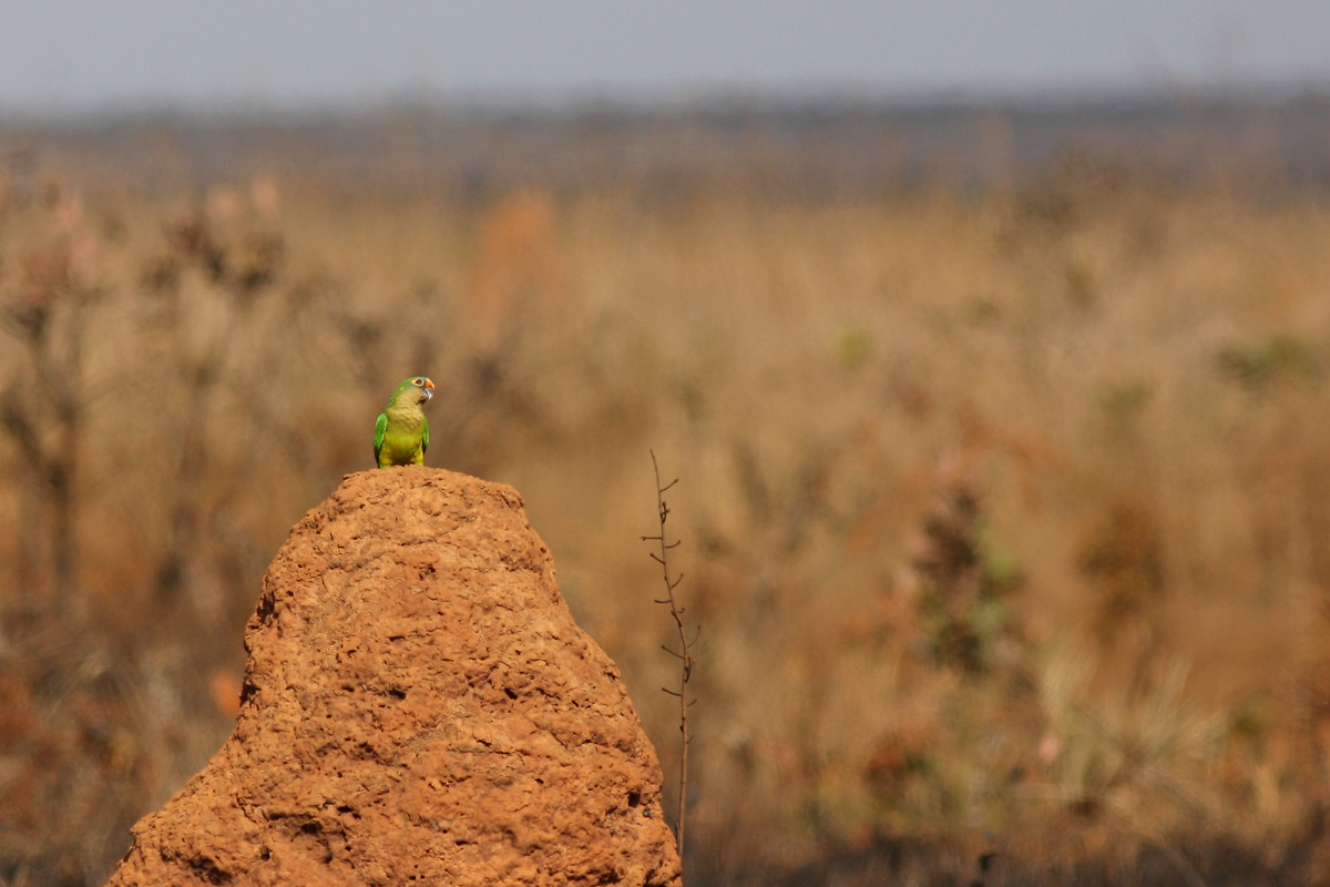 Peach-fronted Parakeet (Aratinga aurea)