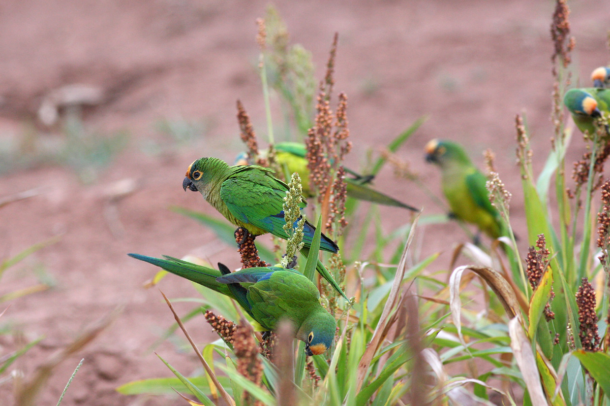 Peach-fronted Parakeet (Aratinga aurea)