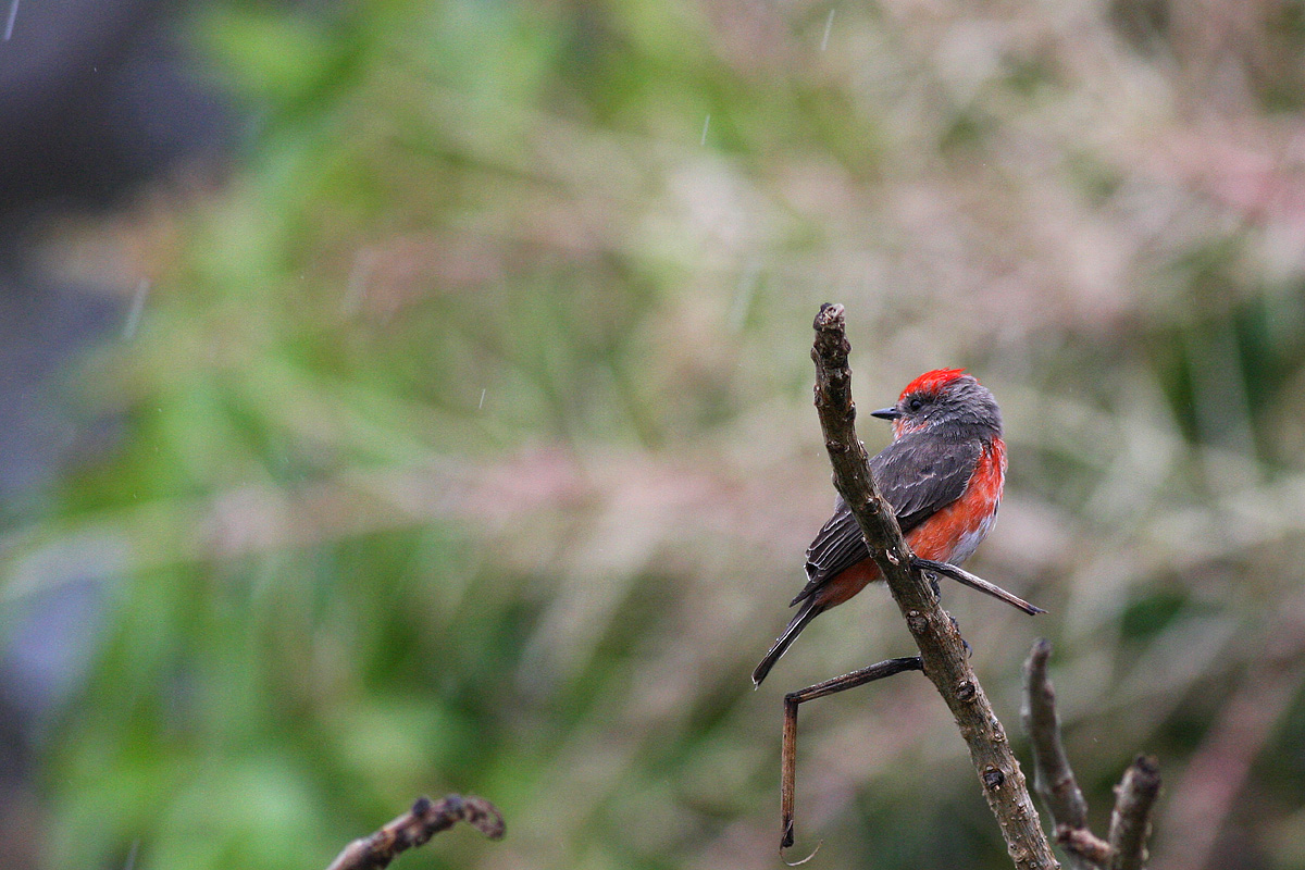 Vermilion Flycatcher (Pyrocephalus rubinus)