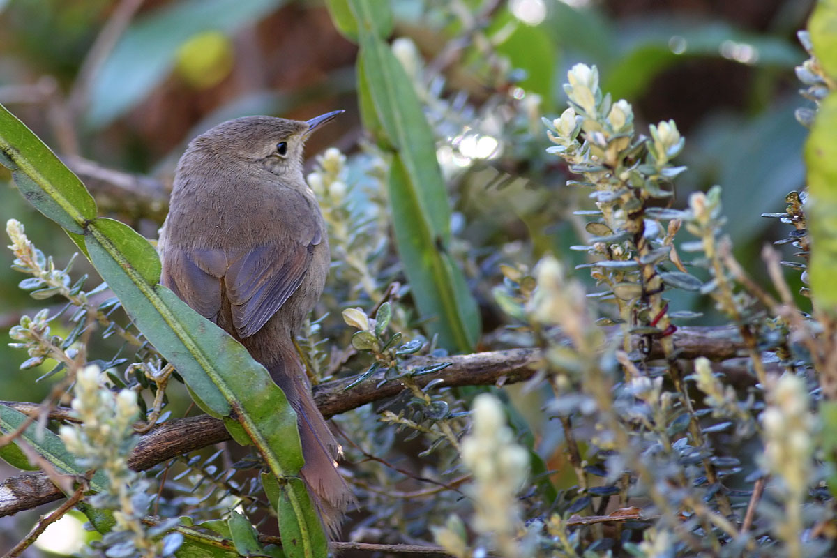 Itatiaia Thistletail (Asthenes moreirae)