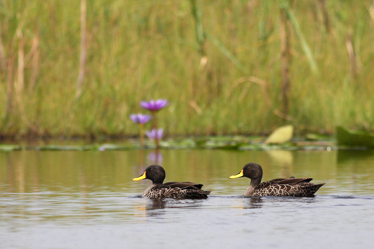 Yellow-billed Duck (Anas undulata)