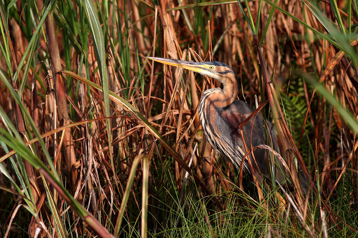 Purple Heron (Ardea purpurea)