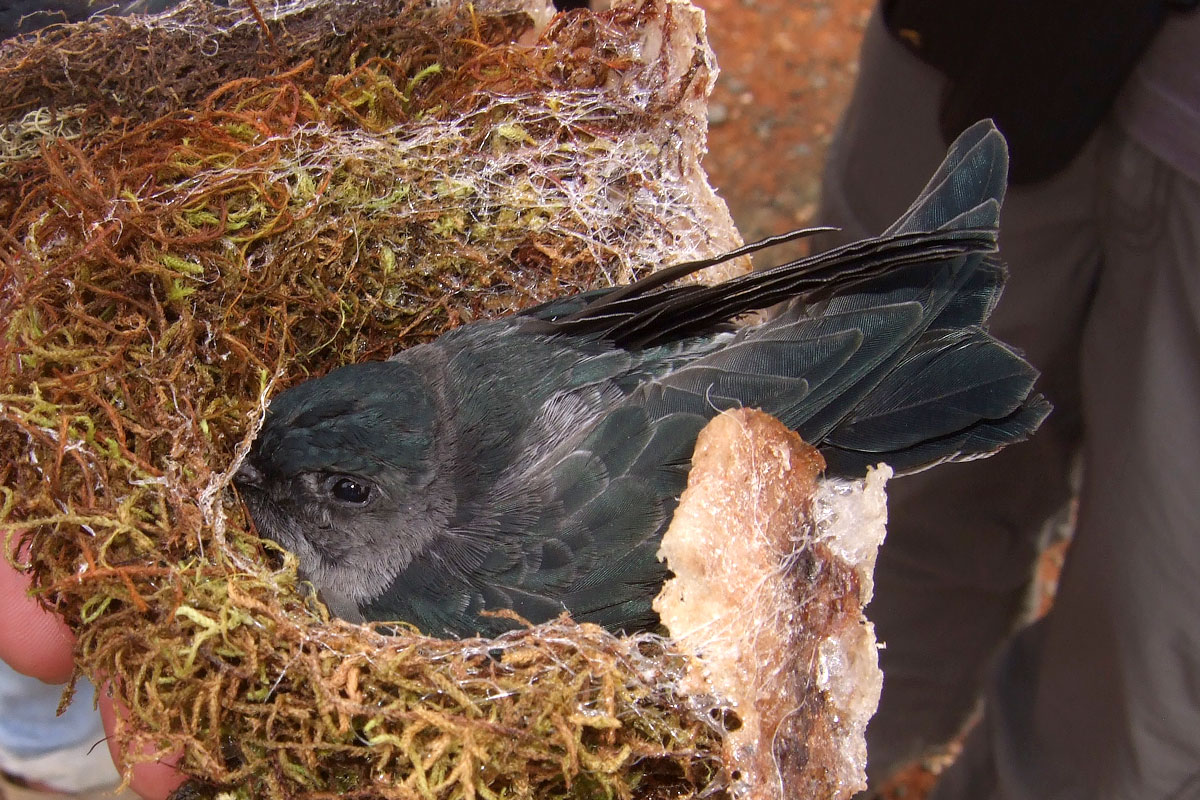 Grey-rumped Swiftlet (Collocalia marginata)