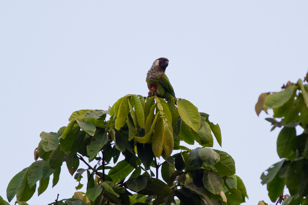 Grey-breasted Parakeet (Pyrrhura griseipectus)