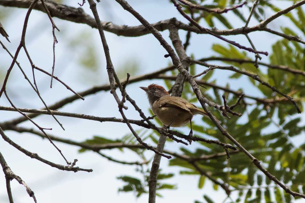 Grey-eyed Greenlet (Hylophilus amaurocephalus)