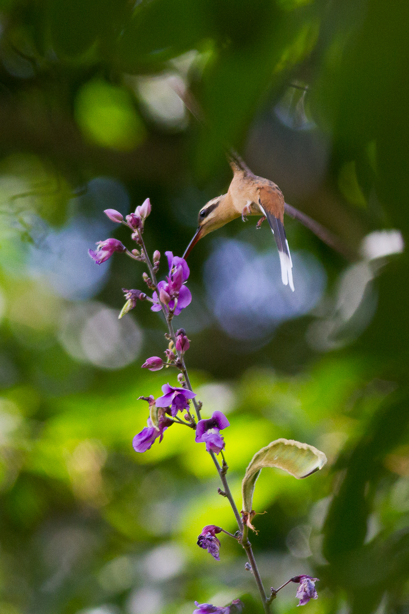 Planalto Hermit (Phaethornis pretrei)