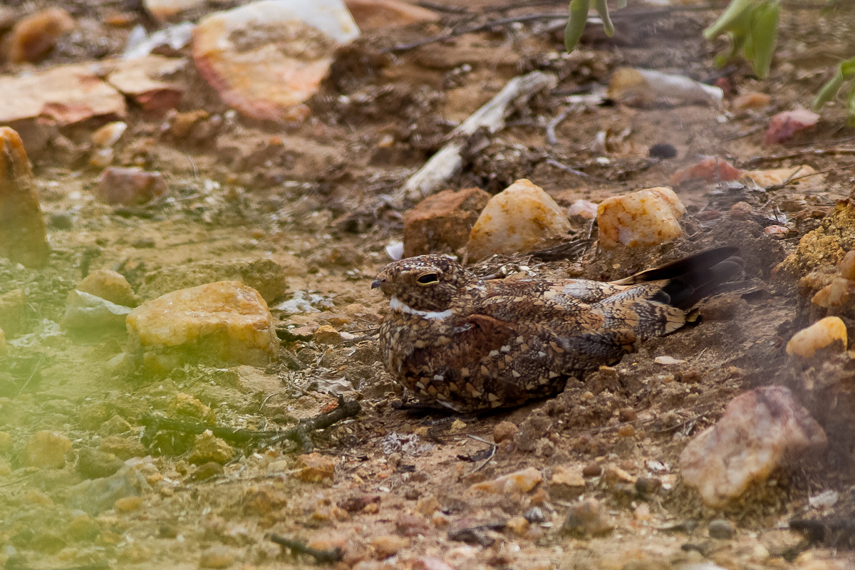 Least Nighthawk (Chordeiles pusillus)