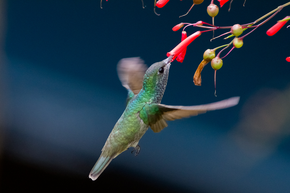 Glittering-throated Emerald (Chionomesa fimbriata)