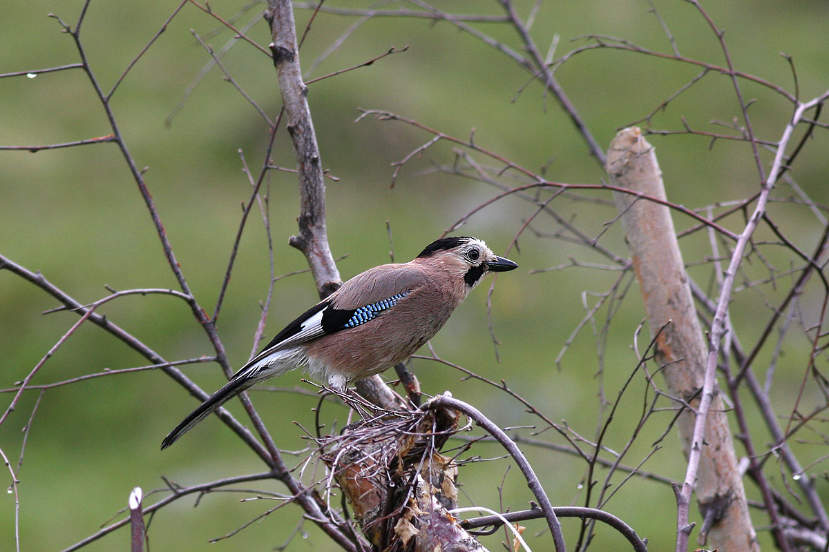 Eurasian Jay (Garrulus glandarius krynicki)