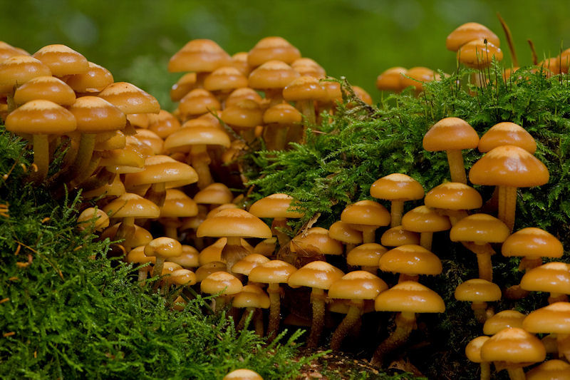 Kuehneromyces mutabilis - Stobbezwammetje - Sheathed Woodtuft