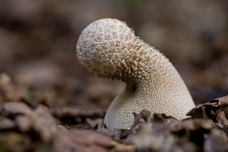 Calvatia excipuliformis - Plooivoetstuifzwam - Pestle Puffball