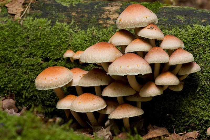 Hypholoma lateritium - Rode Zwavelkop - Brick Tuft