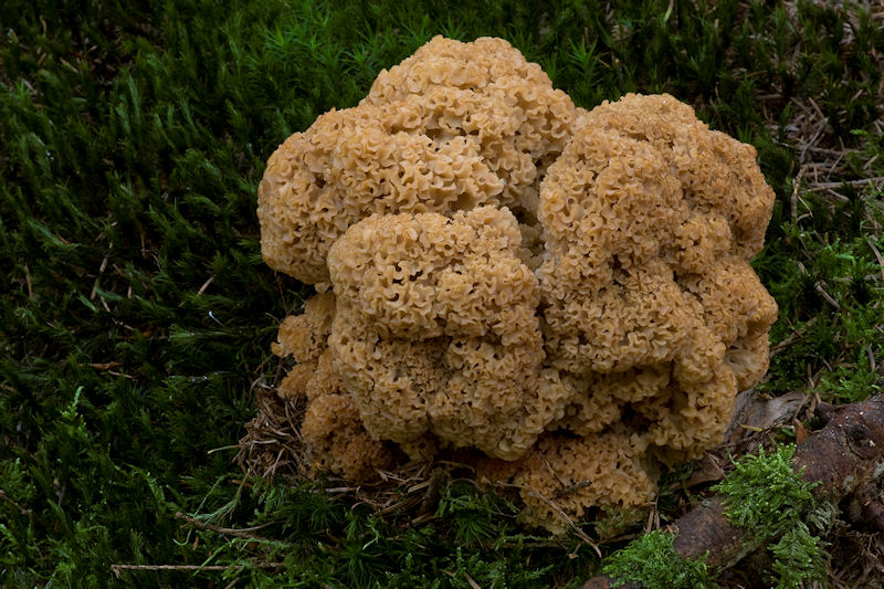 Sparassis crispa - Grote Sponszwam - Cauliflower Mushroom