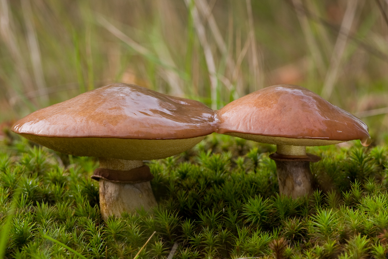 Suillus luteus - Bruine Ringboleet - Slippery Jack