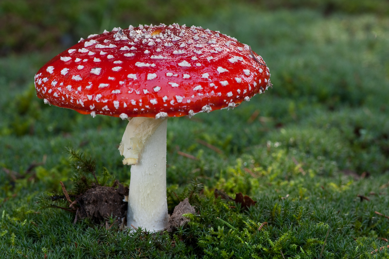 Amanita muscaria - Vliegenzwam - Fly agaric