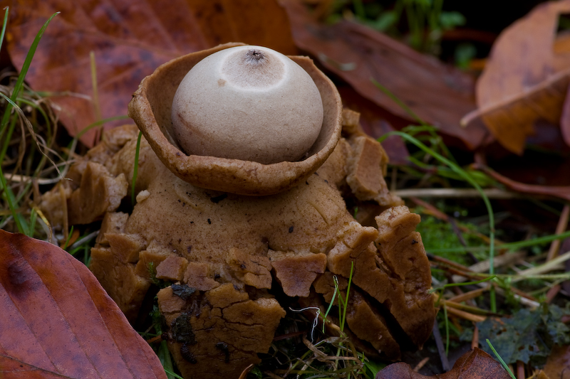 Geastrum triplex - Gekraagde aardster - Collared Earthstar
