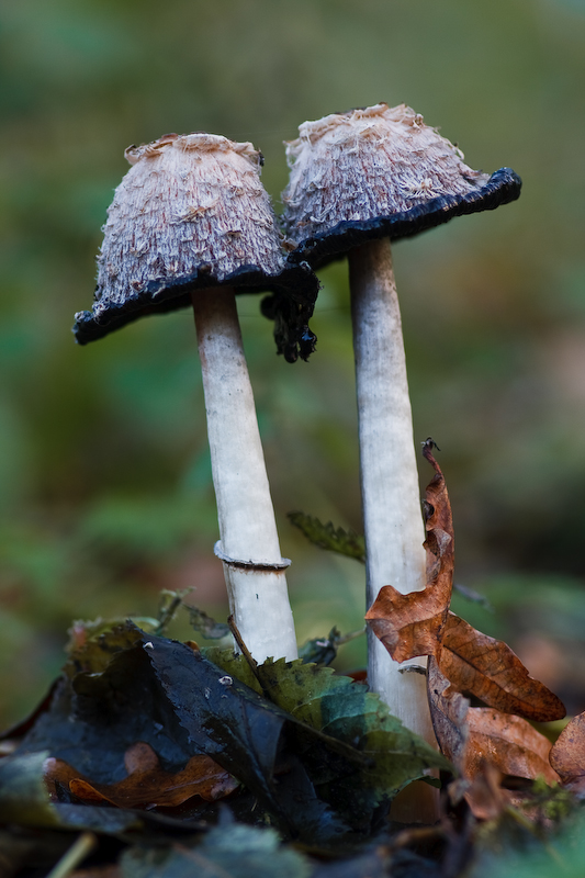 Coprinus comatus - Geschubde Inktzwam - Shaggy Inkcap