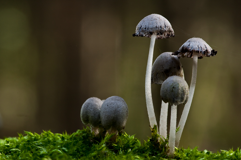 Coprinopsis laanii - Zaagvlakinktzwam