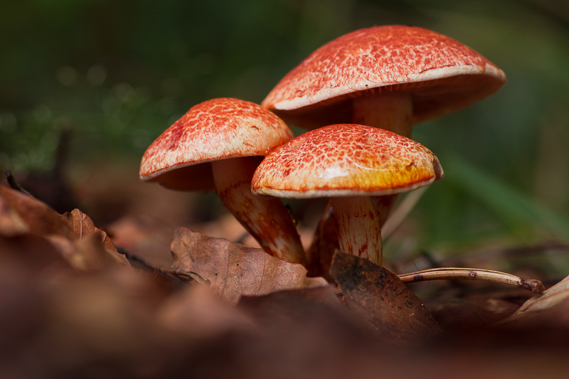 Cortinarius bolaris - Roodschubbige Gordijnzwam - Dappled Webcap