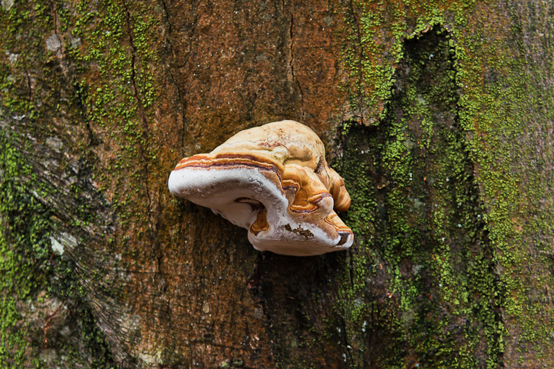 Fomes fomentarius - Echte Tonderzwam - Tinder Bracket