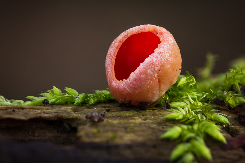 Sarcoscypha austriaca - Krulhaarkelkzwam - Scarlet Elfcup