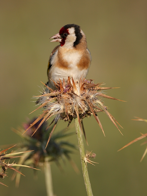 Putter - Carduelis carduelis - Goldfinch