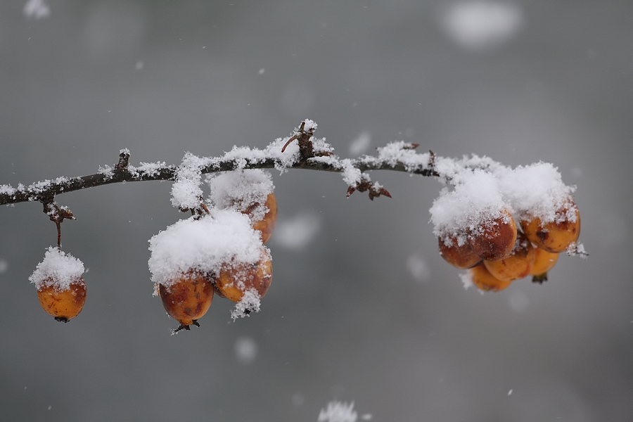 Sneeuwtak met vrucht.....